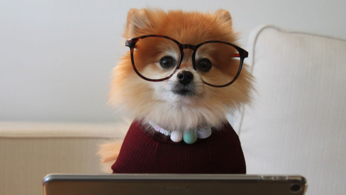 Cookie the pom Cookie the pom